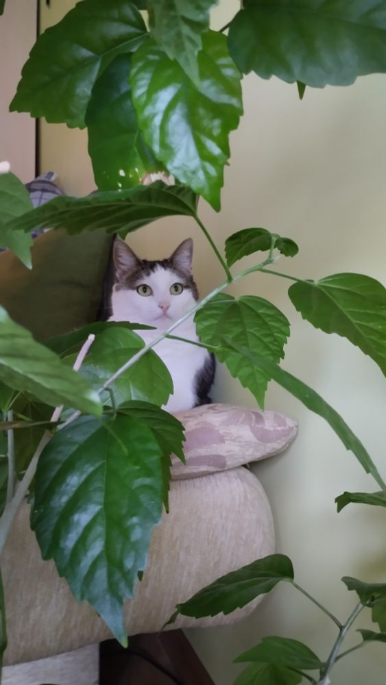 Eelmiselt pildilt rahulik kass, pikutab ikka veel diivanil, vaatab toakase lehti.