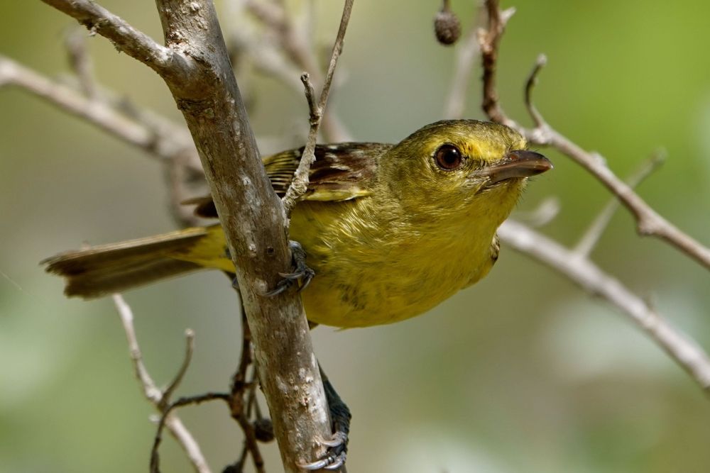 Ein Mangroven-Vireo (Vireo pallens) sitzt auf einem dünnen Ast zwischen Zweigen. Der kleine Singvogel zeigt leuchtend gelbes Gefieder am Kopf, an der Brust und den Flanken, mit dunkleren olivgrünlichen Tönen auf dem Rücken und den Flügeln. Das Auge ist dunkel, der Schnabel relativ kurz und spitz. Die Füße umgreifen einen grauen, verwitterten Ast. Der Hintergrund ist unscharf in grünlichen Tönen gehalten.