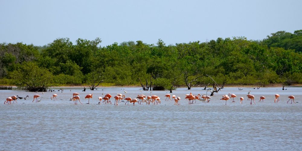 Eine große Gruppe amerikanischer Flamingos (Phoenicopterus ruber) steht im flachen Wasser einer Lagune bei Celestún. Die rosa-roten Vögel sind in verschiedenen Positionen zu sehen - stehend, mit gesenkten Köpfen beim Fressen und einige mit erhobenen Hälsen. Im Hintergrund erstrecken sich dichte grüne Mangrovenwälder bis zum Horizont unter einem blass-blauen Himmel. Abgestorbene Mangrovenäste ragen aus dem Wasser heraus.