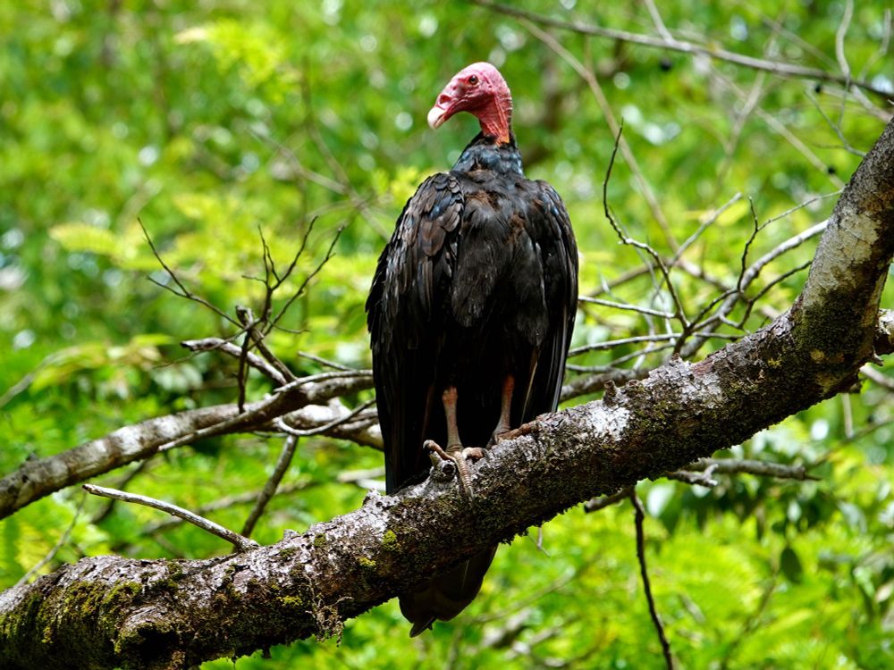 Truthahngeier (Cathartes aura) mit charakteristischem rotem, federlosem Kopf und dunklem Gefieder, sitzend auf einem moosbedeckten Ast im tropischen Regenwald der Isla Boca Brava vor einem verschwommenen grünen Laubhintergrund