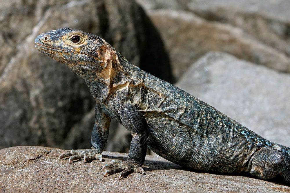 Nahaufnahme eines Schwarzleguans mit detaillierter Schuppenhaut und markanten Augen auf Felsen der Isla Iguana