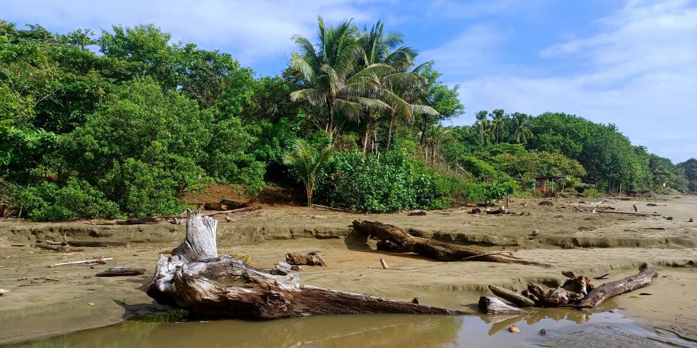 Tropische Strandlandschaft an der Playa Toro mit verwitterten Treibholzstämmen am Sandstrand, üppigen Palmen und dichter grüner Vegetation im Hintergrund unter teilweise bewölktem Himmel