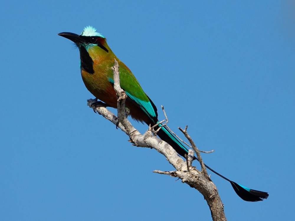 Ein Türkisbrauen-Motmot (Eumomota superciliosa) sitzt auf einem verwitterten Ast vor klarem blauem Himmel. Der mittelgroße Vogel zeigt das charakteristische leuchtend türkisfarbene Band über dem Auge und einen blau umrandeten schwarzen Kehlfleck. Das Gefieder ist überwiegend grün und blau gefärbt, mit rostbraunen Bereichen am Rücken und Bauch. Der lange Schwanz weist die typischen schlägerförmigen Enden auf - zwei verlängerte Schwanzfedern mit nackten Schäften, die in spatelförmigen Fahnen enden. Der kräftige, leicht gebogene Schnabel ist schwarz. 