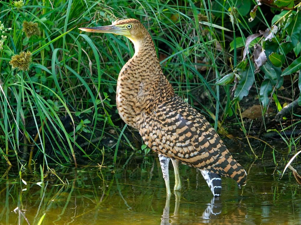 Ein Nacktkehlreiher (Tigrisoma mexicanum) steht im flachen Wasser zwischen dichtem Gras und Schilf. Der mittelgroße Reiher zeigt ein komplexes Muster aus braunen, schwarzen und beigen Bändern am ganzen Körper. Der lange, kräftige Schnabel ist gelblich-grün gefärbt, ebenso wie die langen Beine. Um den Vogel herum wächst üppige grüne Ufervegetation, die sich im dunklen Wasser spiegelt.