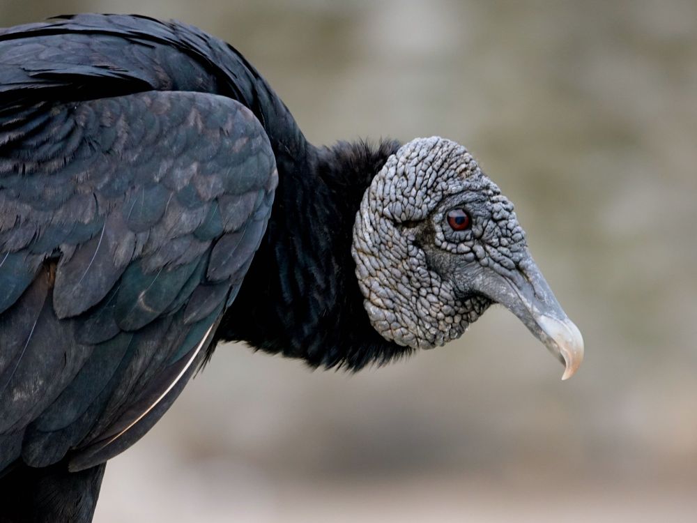 Nahaufnahme eines Rabengeiers im Profil mit charakteristischem kahlen, grau-weißlichen Kopf und orangefarbenem Auge. Der Vogel hat schwarze Federn am Körper und einen hellen, gebogenen Schnabel. Der Kopf zeigt die typische runzelige, schuppenartige Hautstruktur. Der Hintergrund ist unscharf in warmen, neutralen Tönen gehalten.