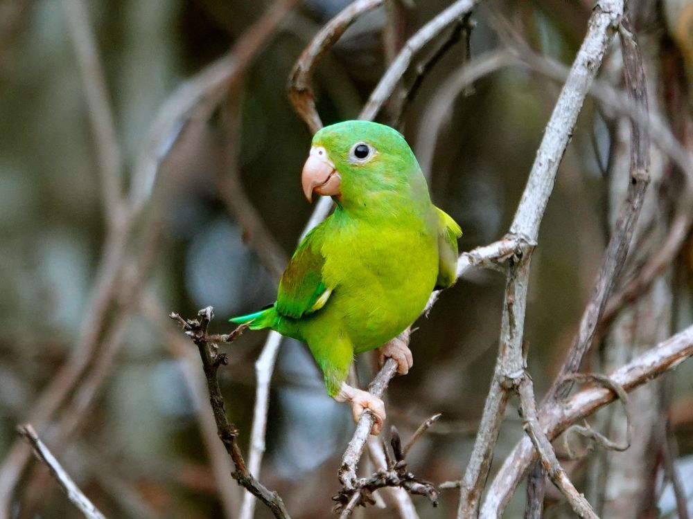 Kleiner Tovisittich (Brotogeris jugularis) mit leuchtend grünem Gefieder und orangefarbenem Schnabel, sitzend auf dünnen Ästen in der natürlichen Vegetation bei Boca Chica vor einem unscharfen Hintergrund