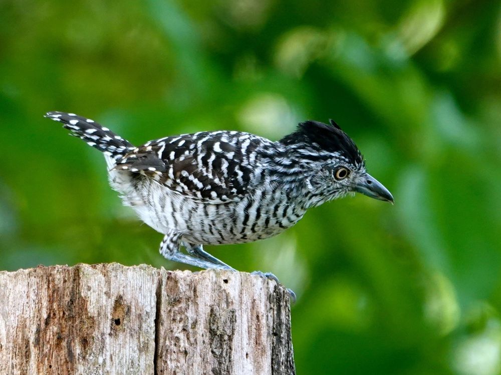 Ein Binden-Ameisenwürger sitzt auf einem verwitterten Holzpfosten. Der kleine Vogel hat ein markantes schwarz-weiß gestreiftes Gefieder am ganzen Körper, einen schwarzen Kopf mit kleiner Haube, ein gelbes Auge und einen dunklen Schnabel. Der Hintergrund zeigt unscharfes grünes Laub.