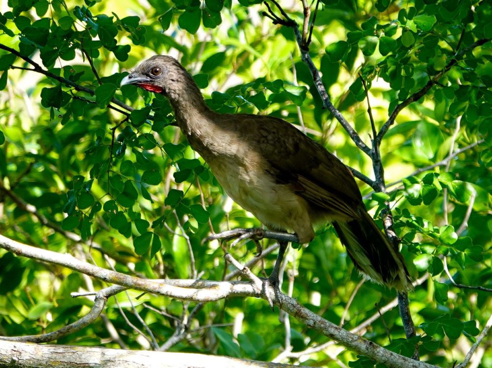 Ein Braunflügelguan (Ortalis vetula) sitzt auf einem Ast in dichtem grünem Laub. Der Vogel zeigt geflecktes braunes und gräuliches Gefieder auf Rücken und Flügeln, mit hellerer bräunlich-beiger Brust und Kehle. Sein roter Kehlfleck ist sichtbar, zusammen mit dunklen Augen und einem leicht gebogenen dunklen Schnabel. Der Vogel ist von hellgrünen Blättern umgeben, durch die geflecktes Sonnenlicht durch das Kronendach fällt.