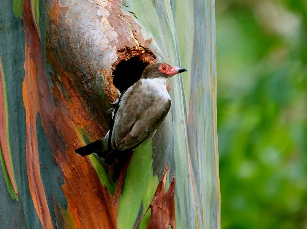 Ein Weißnackenbekarden-Weibchen (Tityra semifasciata) sitzt am Eingang einer natürlichen Baumhöhle in einem Eukalyptus- oder ähnlichen Baum mit charakteristischer, sich schälender Rinde in verschiedenen Grün-, Braun- und Ockertönen. Der Vogel zeigt das typische Erscheinungsbild des Weibchens mit graubraunem Gefieder, weißlicher Unterseite, auffällig rotem Gesicht um die Augen und dunklem Schnabel. Die Aufnahme entstand in El Valle de Antón, Panama, und zeigt den Vogel in seinem natürlichen Lebensraum bei der Erkundung einer potenziellen Nistmöglichkeit.