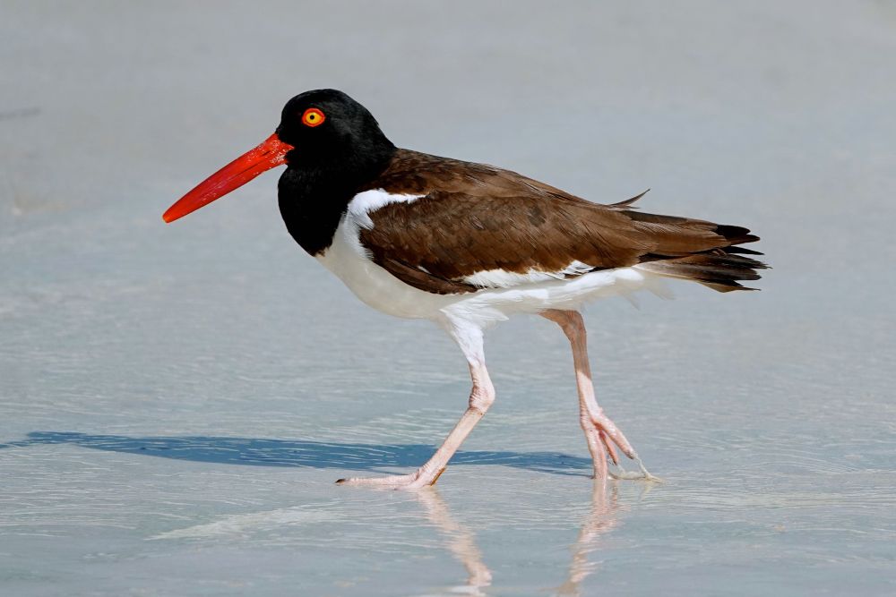 Ein Braunmantel-Austernfischer steht im seichten Wasser am Strand. Der Vogel hat einen schwarzen Kopf mit orangenem Auge, einen leuchtend orangeroten Schnabel, braune Flügel, eine weiße Brust und lange rosa-orange Beine. Das Wasser spiegelt den Vogel wider.