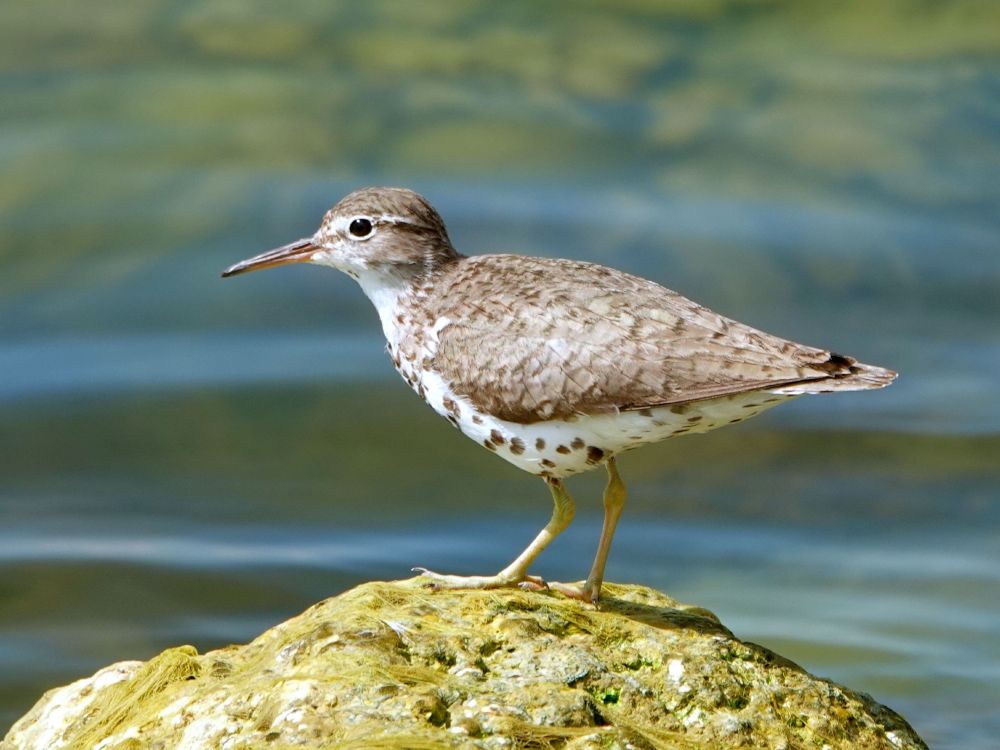Ein Drosseluferläufer (Actitis macularius) steht auf einem moosbedeckten Felsen am Wasser. Der kleine Watvogel zeigt das charakteristische braun-weiß gefleckte Gefieder mit weißer Unterseite und dunklen Flecken an Brust und Flanken. Der gerade, dünne Schnabel ist perfekt zum Stochern nach kleinen Beutetieren geeignet. Die gelblich-grünen Beine sind typisch für die Art. Im Hintergrund schimmert das bläuliche Wasser unscharf. Der Vogel zeigt die aufrechte, wachsame Haltung, die für Uferläufer charakteristisch ist.