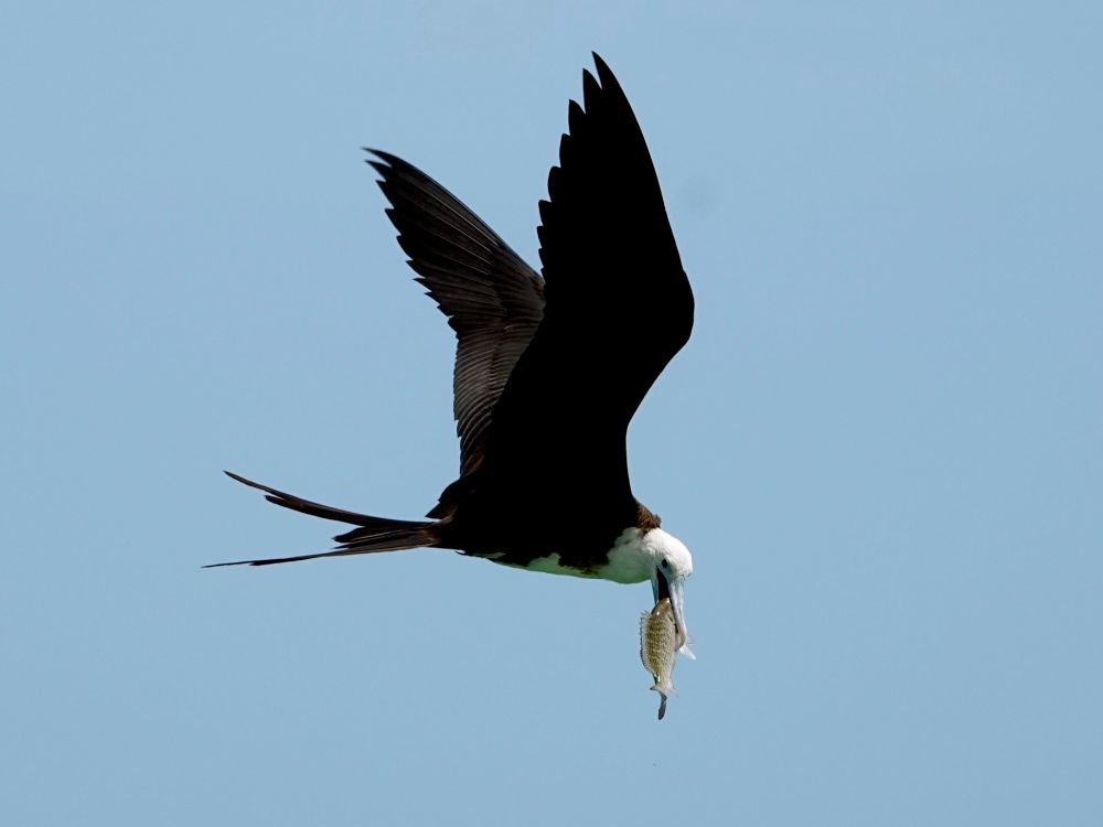 Ein Prachtfregattvogel (Fregata magnificens) im Flug vor blauem Himmel mit einem Fisch im Schnabel. Der große Seevogel zeigt seine charakteristischen langen, schmalen Flügel mit einer Spannweite von über zwei Metern und den tief gegabelten Schwanz. Das Gefieder ist überwiegend schwarz mit einem weißen Kopf und Hals. Der lange, hakenförmige Schnabel hält einen silbrigen Fisch fest. Die ausgebreiteten Flügel zeigen die typische Silhouette dieses geschickten Fliegers und Fischräubers.