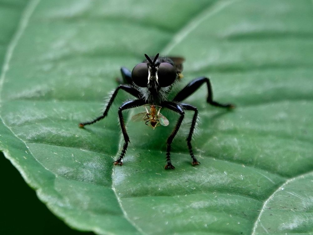 Eine große schwarze Raubfliege sitzt auf einem grünen Blatt und hält eine kleinere, gelblich-braune Beute (wahrscheinlich eine andere Fliegenart). Die Raubfliege zeigt die charakteristischen großen, dunklen Facettenaugen, einen robusten, behaarten Körper und lange, kräftige Beine. Das Foto wurde in El Valle de Antón, Panama aufgenommen und zeigt die typische Jagdszene dieser effizienten Räuber in ihrem natürlichen Lebensraum.