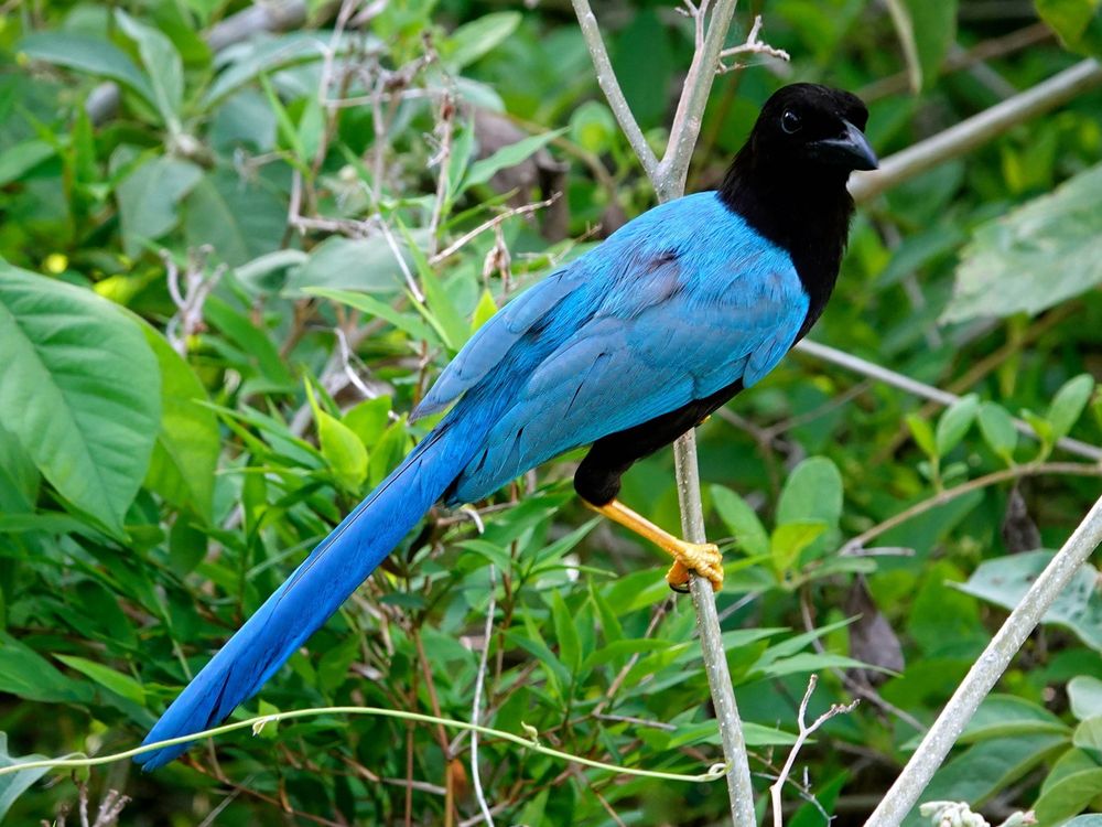 Ein Yucatánblaurabe (Cyanocorax yucatanicus) sitzt auf einem dünnen Ast in dichter tropischer Vegetation. Der Vogel zeigt auffälliges blaues Gefieder an Flügeln, Rücken und langem Schwanz, das kontrastiert mit seinem schwarzen Kopf, Kehle und Brust. Seine orange-gelben Beine umgreifen einen kahlen Ast, während er von üppigem grünem Laub und Unterholz umgeben ist, das typisch für die Halbinsel Yucatán ist.
