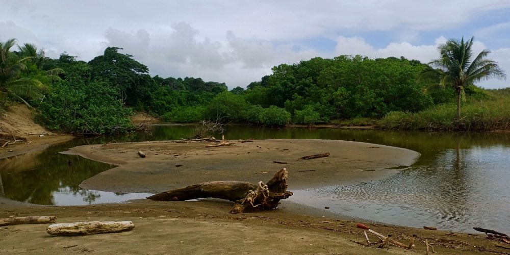Geschwungene Sandhalbinsel umgeben von ruhigem Flusswasser, das auf tropischen Regenwald mit Palmen und dichter Vegetation an der Playa Toro trifft, mit verstreutem Treibholz unter bedecktem Himmel
