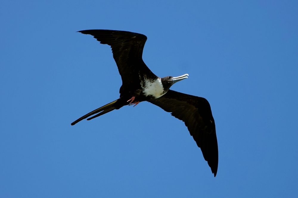 Fregattvogel im Flug mit ausgebreiteten schwarzen Flügeln und charakteristischem langen Schnabel vor blauem Himmel über der Isla Iguana