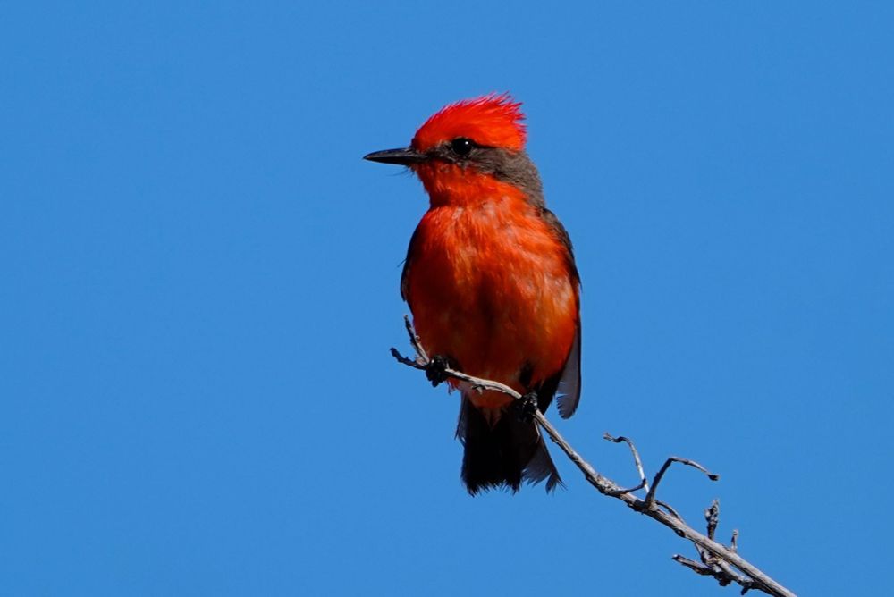 Ein männlicher Rubintyrann (Pyrocephalus rubinus) sitzt auf einem dünnen, verwitterten Ast vor strahlend blauem Himmel. Der kleine Vogel zeigt das charakteristische leuchtend rote Gefieder am Kopf, Hals, Brust und Bauch, mit einer auffälligen roten Federhaube am Scheitel. Der Rücken und die Flügel sind dunkelbraun bis schwärzlich gefärbt. Der kurze, spitze Schnabel ist schwarz, ebenso wie die kleinen Augen. Der Schwanz ist ebenfalls dunkel mit rötlichen Akzenten. Der Vogel sitzt aufrecht in typischer Fliegenschnäpper-Haltung auf dem kahlen Ast und blickt aufmerksam zur Seite.