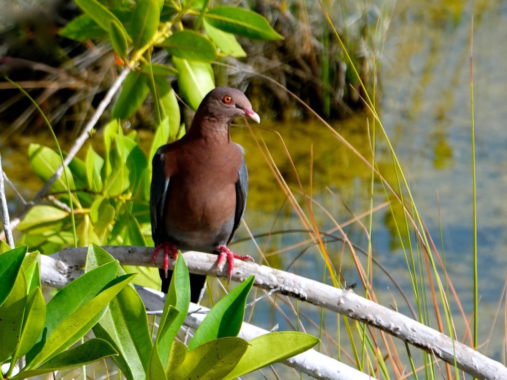 Eine Rotschnabeltaube (Patagioenas flavirostris) sitzt auf einem weißen Ast zwischen üppiger tropischer Vegetation. Der mittelgroße Vogel zeigt das charakteristische bräunlich-graue Gefieder mit dunkleren Flügeln und den namensgebenden rötlichen Schnabel. Die leuchtend roten Augen stechen deutlich hervor. Die Taube sitzt zwischen grünen Blättern und goldenen Grashalmen, im Hintergrund schimmert Wasser durch die Vegetation. Die natürliche Umgebung aus Mangroven und Ufervegetation ist typisch für die Laguna Bacalar.