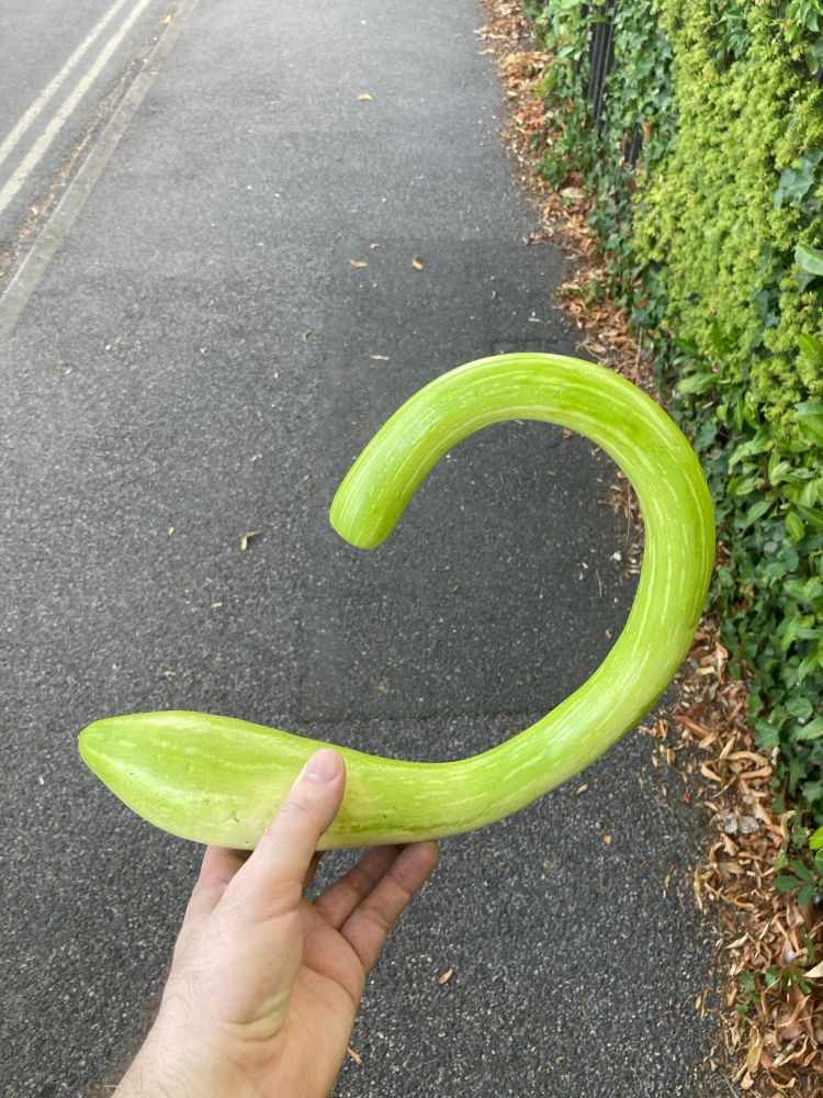 My hand holding a Tromboncino or Trumpet Courgette