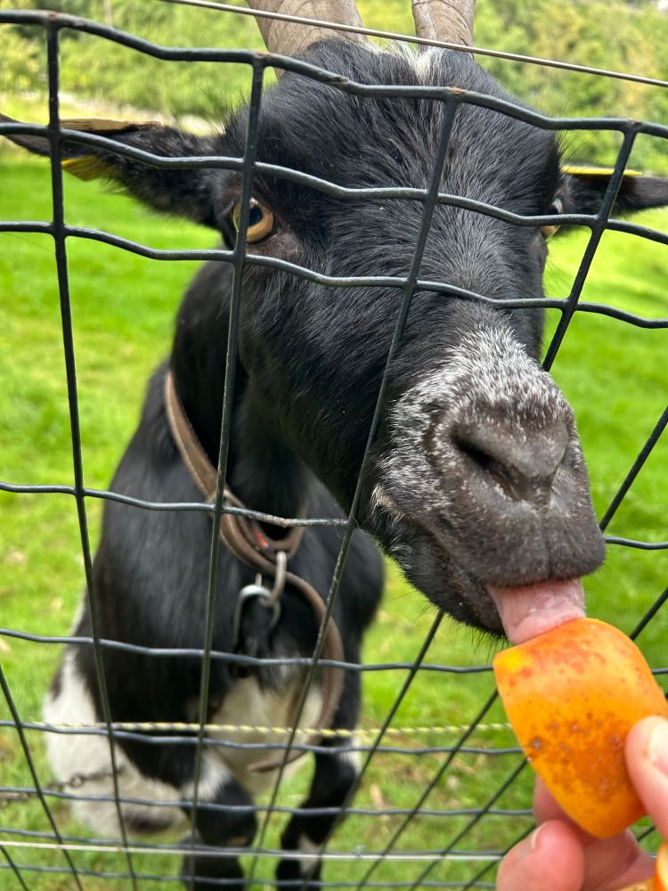 Une chèvre qui tire la langue pour le lécher le quartier de pomme que je lui tends