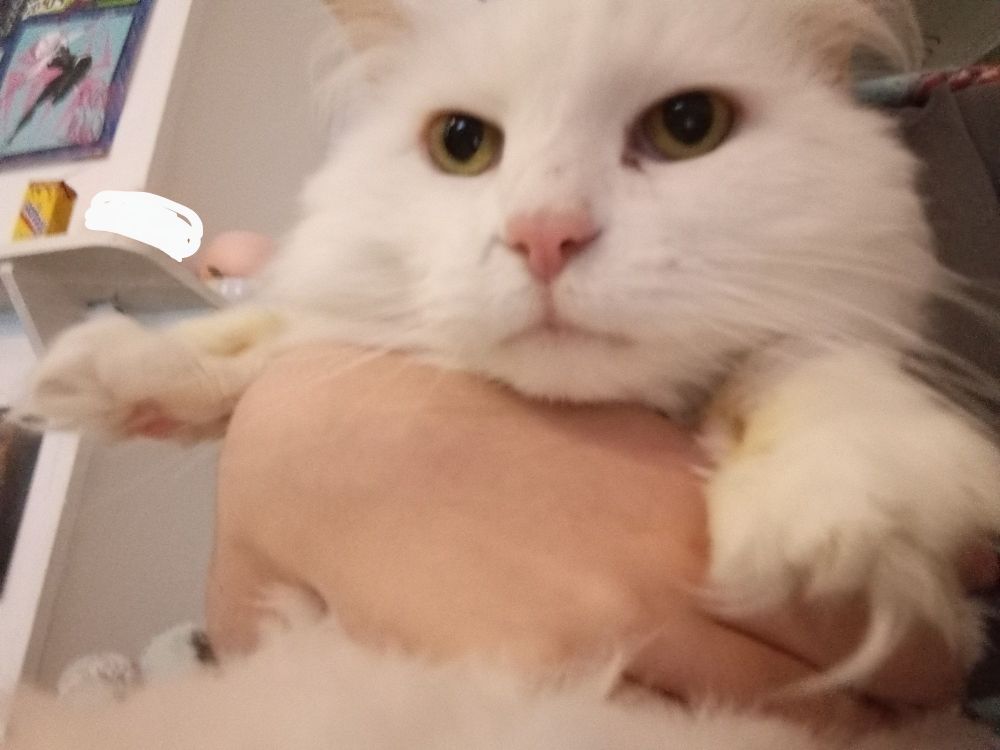 a white cat being hugged