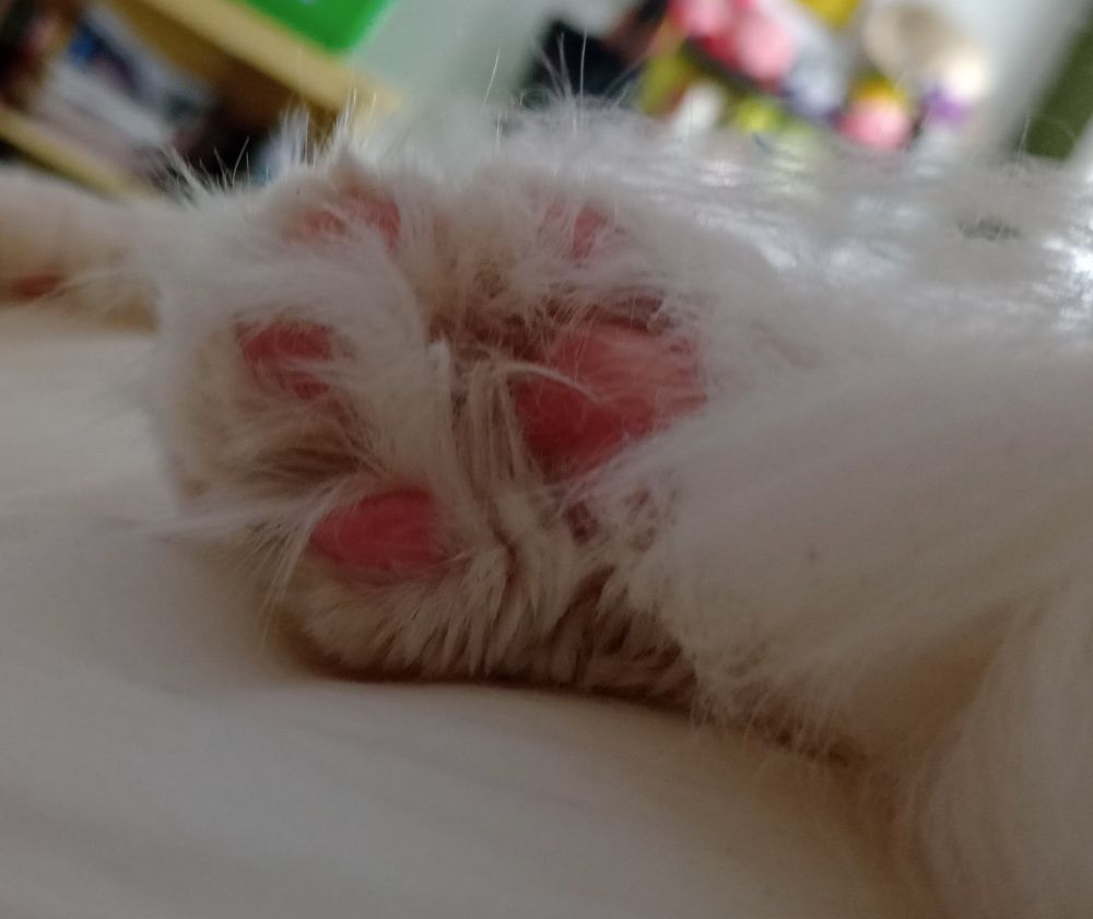 a white cat's paw. the toe beans are pink and a little dirty.