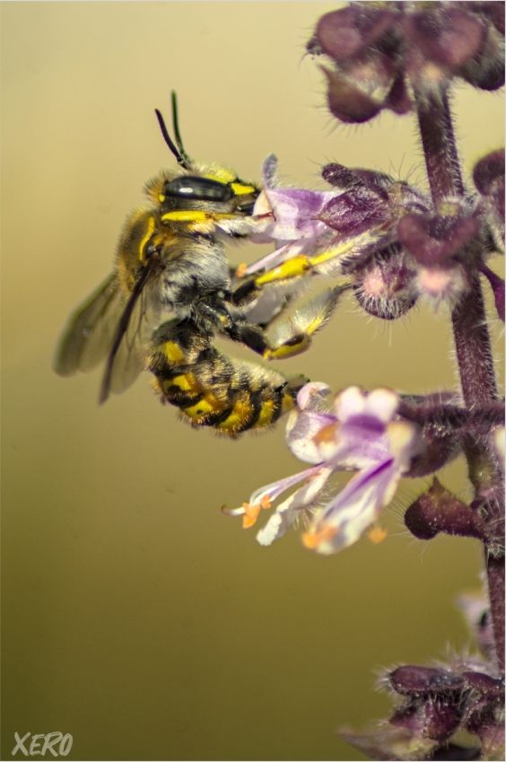 Anthidium manicatum, Grenoble, Isère -
 France