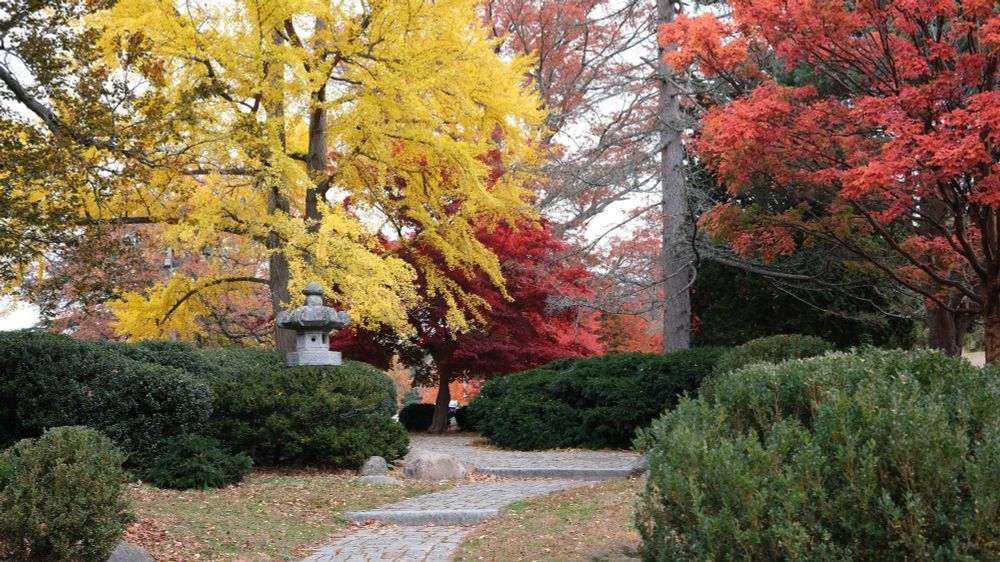 A Japanese Garden bright with fall colors. 
We're in the Japanese Garden in Roger Williams Park in Providence, Rhode Island. In front of us is a brick pathway curving through grass muted with fallen leaves. To each side are dark green bushes, unchanging with the season. A short distance away the path ends, turning left (unseen also turning right). At the turn to the left is a Japanese Pagoda sculpture seen just over the green bushes. 
The sky is full of colors from the trees that fill the entire top of the photo. Directly above the Pagoda is a giant bright yellow ginko tree (80'). To the right are multiple maple trees (sugar and Japanese Maples) that vary in size (less than 10' to giant with the tops out of frame) and color (unnaturally bright red, burgundy, and a regular red). 