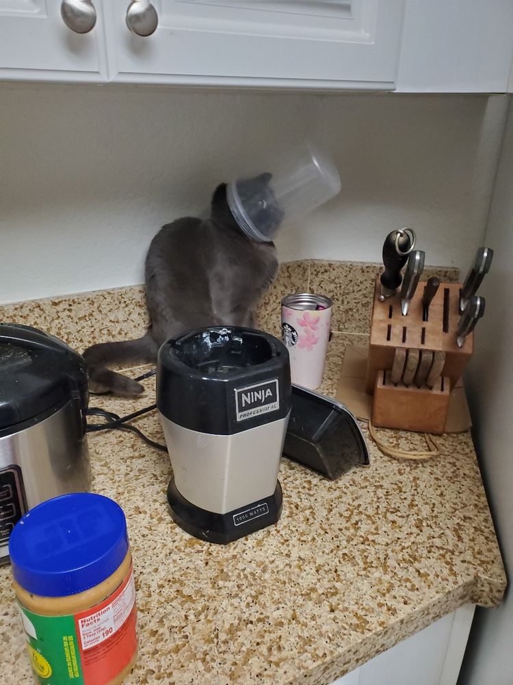 Razur's cat Jojo who has her head stuck inside a container that once held soup.