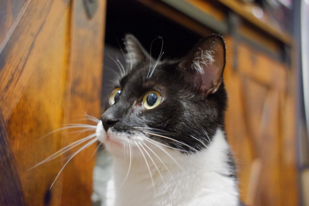 Black and white tuxedo cat with yellow eyes.