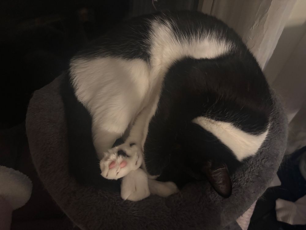 Black and white tuxedo cat is curled up in a ball on a gray bed.