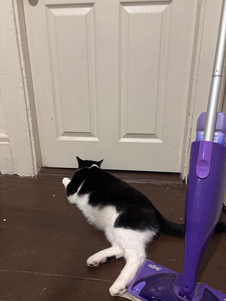 Tuxedo cat waits in front of a closed door.