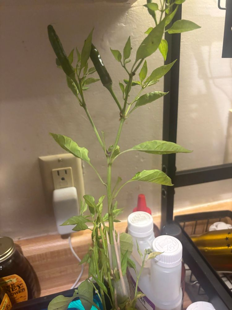 A small habanero pepper plant, parts of it are missing.