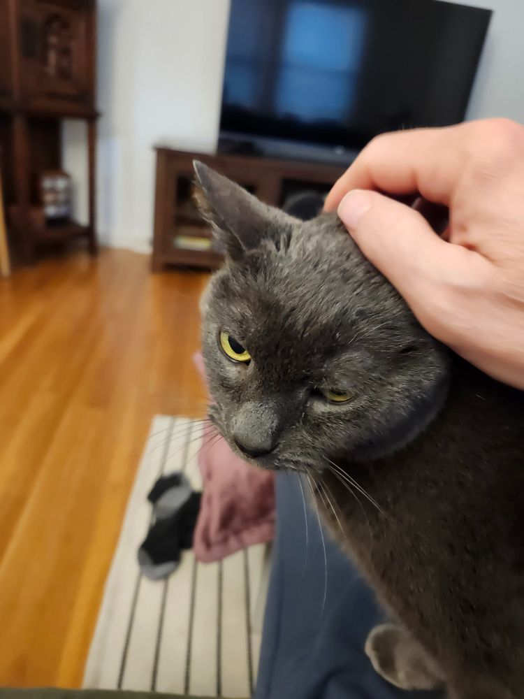 Ivan, the Tsar of All the Laps, getting head skritches.