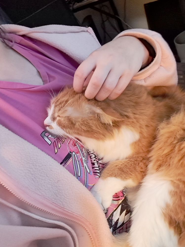 Un petit chat qui fait un câlin à un humain