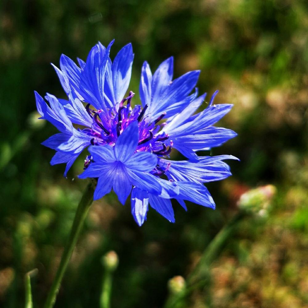 Foto einer blauen Blume (Kornblume), Fokus auf die Blüten, im Hintergrund Wiese
