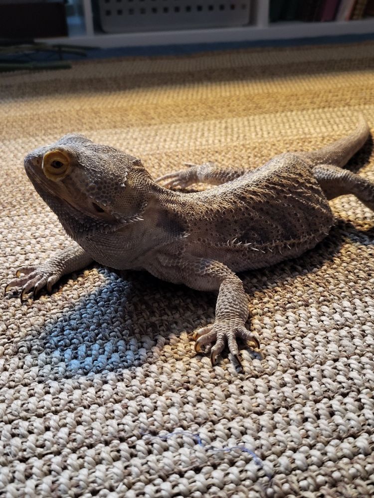 bearded dragon on the carpet
