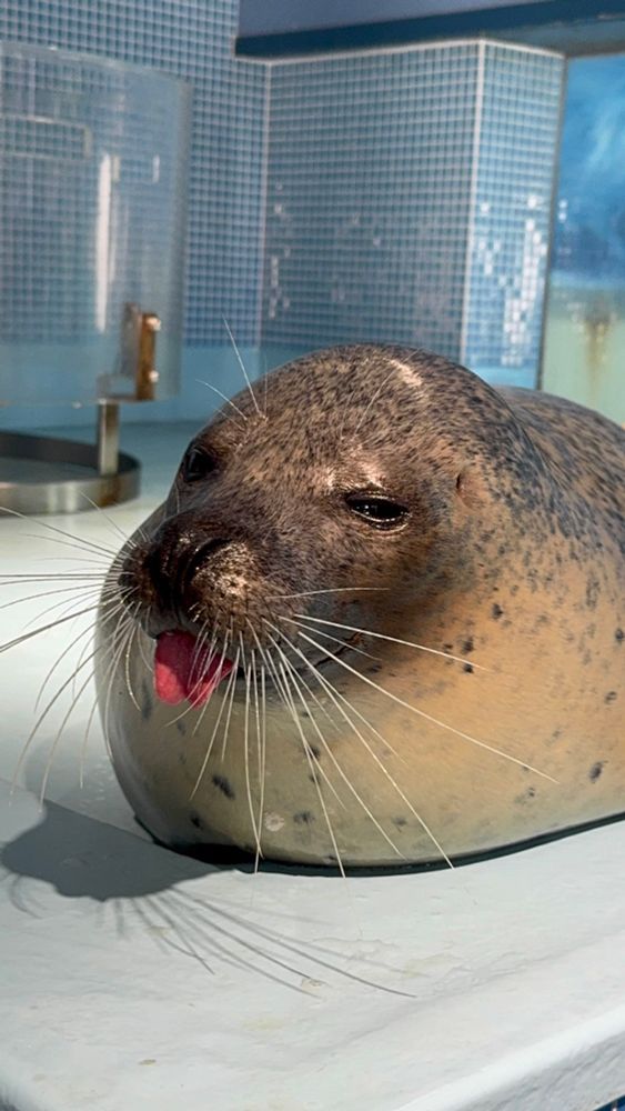Seal with its tongue out