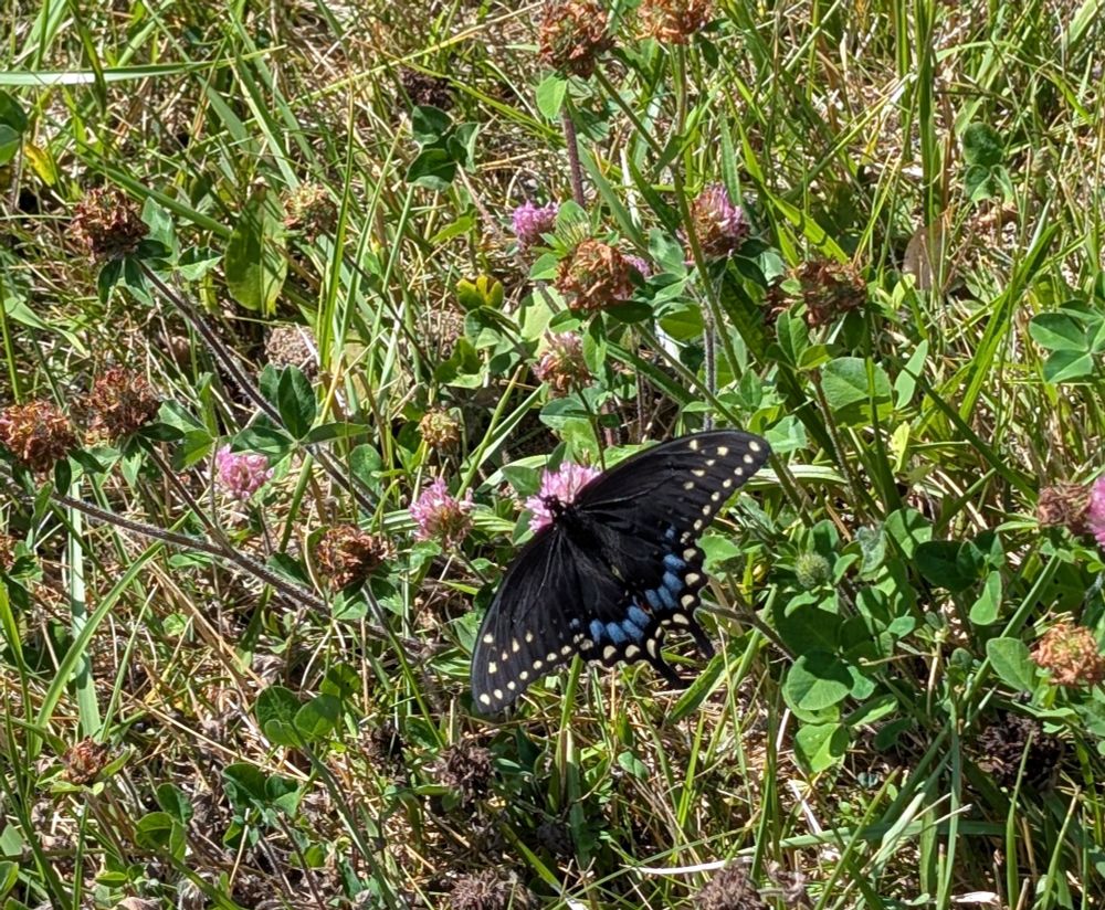 A black butterfly resting in some clover. The black butterfly has yellow dots around the edges of its wings, and blue dots on its tail.