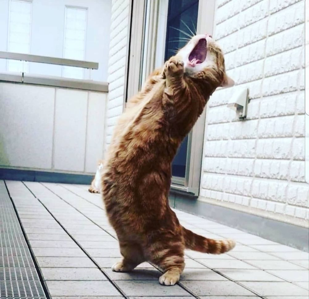 Chat roux implorant le ciel