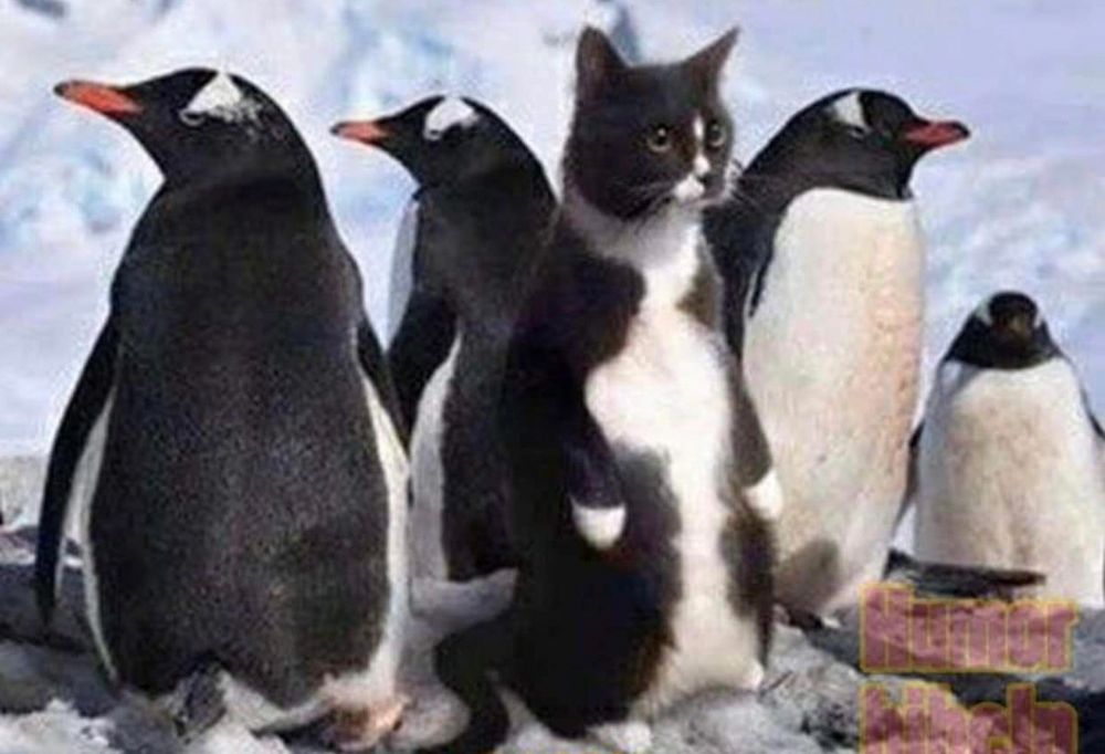 An outside shot of a group of penguins, which includes a b&w tuxedo cat. ❤️