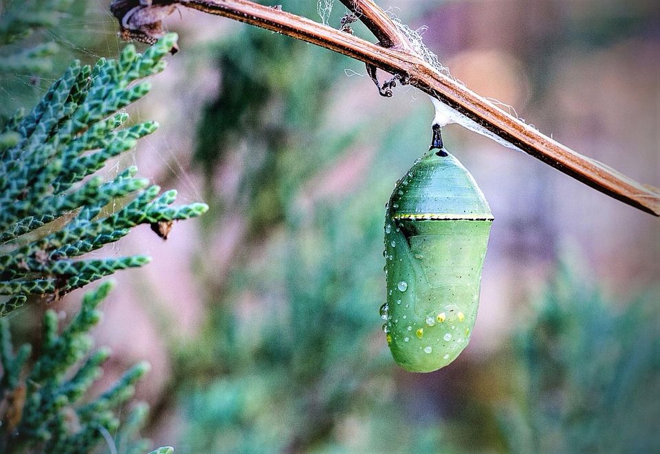 Monarch butterfly coccoon (green) hanging from a small branch next to some greenery.
