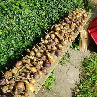 Auf einer hölzernen Bank liegen dutzende frisch geernteter Zwiebel zum trocknen. Hinter der Bank ein grüner Bodendecker namens Vinca Minor.