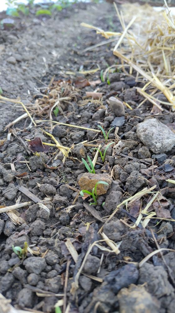 Nahaufnahme von gleichen Beet, sodass man die feinen schmalen Blätter des gerade keimenden Spinats erkennen kann.