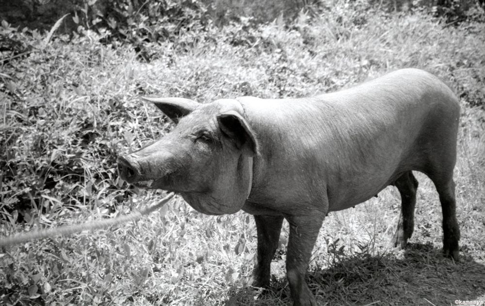 Cuba – Baracoa – Río Duaba