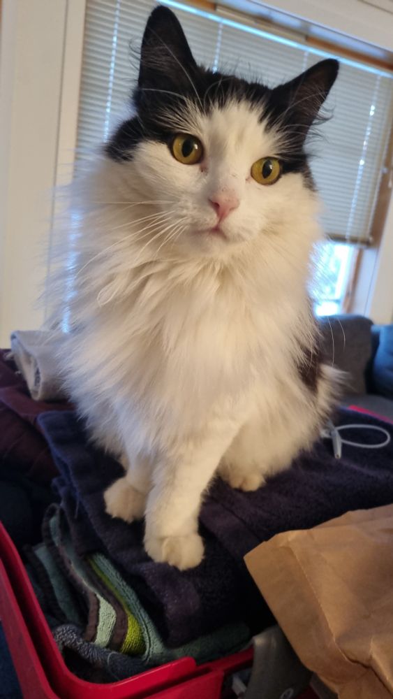 Cat sitting on pile of towels inside suitcase