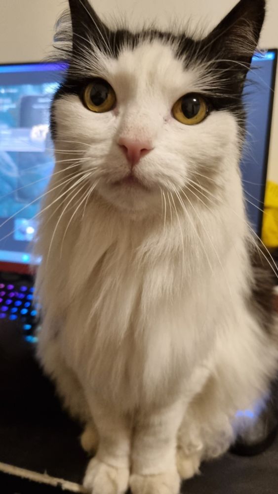 Cat sitting on desk in front of monitor, staring