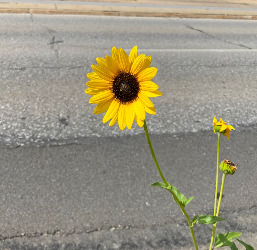 A Black-eyed Susan flower, with a narrow green stem and vivid golden-yellow petals radiating from a dark central cone, grows from the loose seam of a sidewalk in the city. Behind the flower can be seen a pebbled gray street with a single white dash separating two traffic lanes.