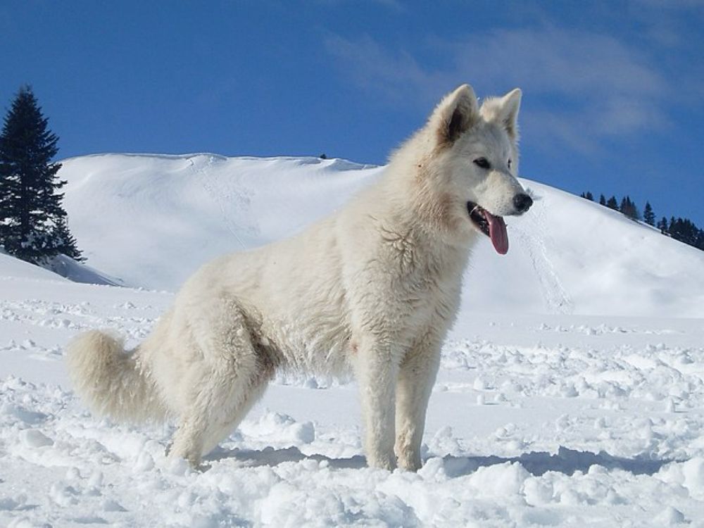 White Swiss Shepherd Dog - Wikipedia