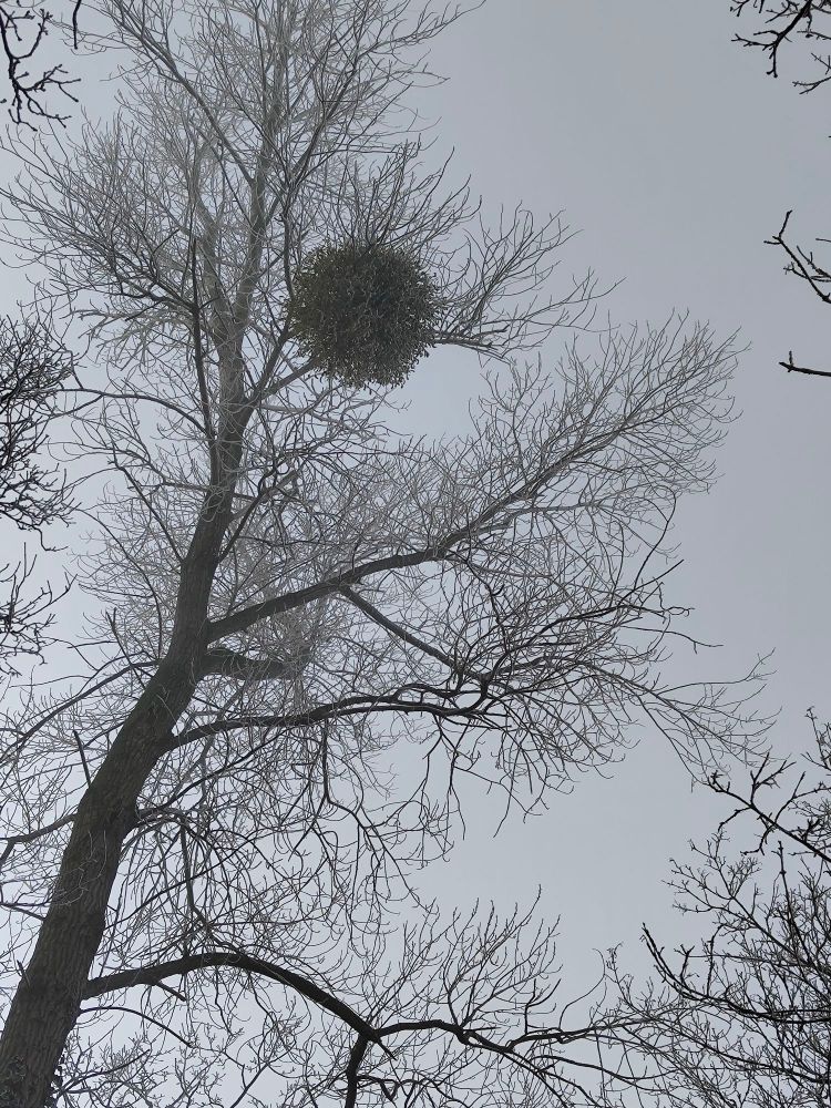 Nest in tree